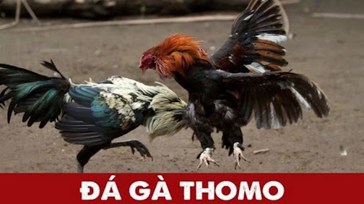 Tìm hiểu về đá gà Thomo