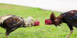 đá gà trên mạng