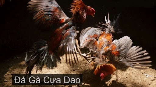 Đá gà cựa dao