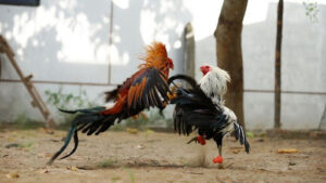 Hình thức tổ chức đá gà trực tuyến tại các nhà cái