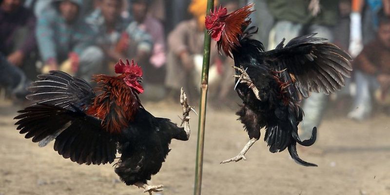 Đá gà trực tuyến BONGDA có vô vàn lợi ích